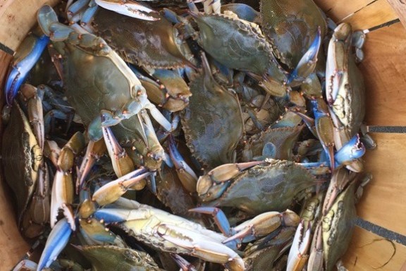 a harvest of crabs in a wooden bucket