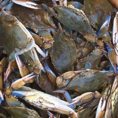 a harvest of crabs in a wooden bucket