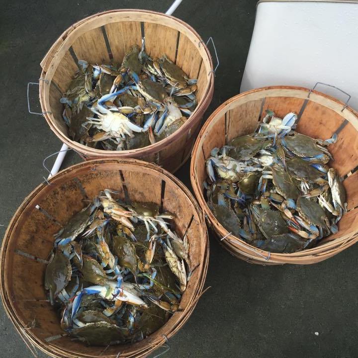 a harvest of crabs stored in three wooden buckets